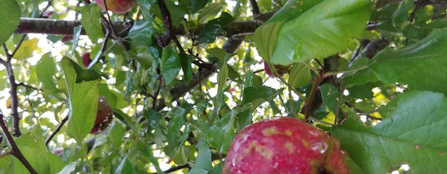 FGCC apple tree