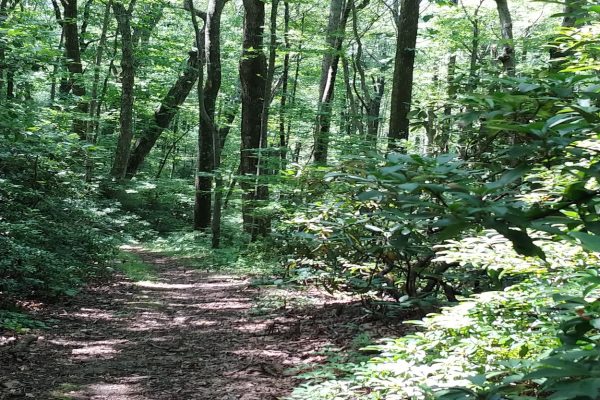 Hiking at Devil's Den Nature Preserve