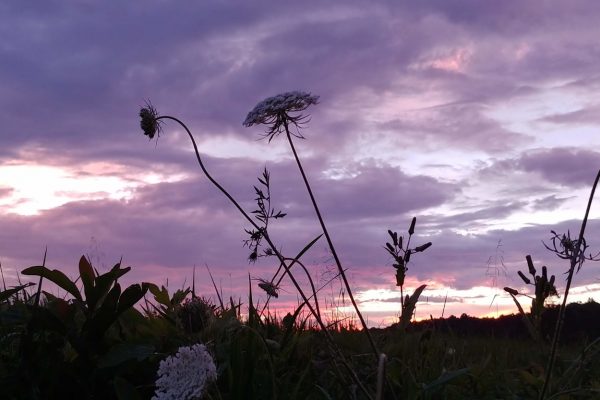 FGCC wildflowers at sunset