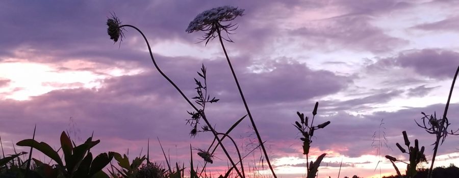 FGCC wildflowers at sunset