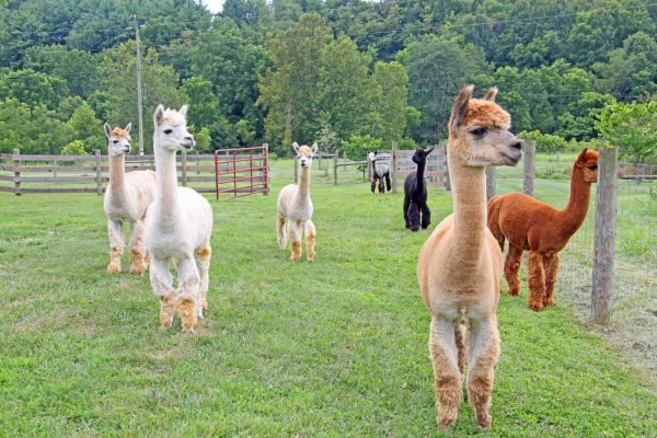 Cobb Hill Alpaca Farm