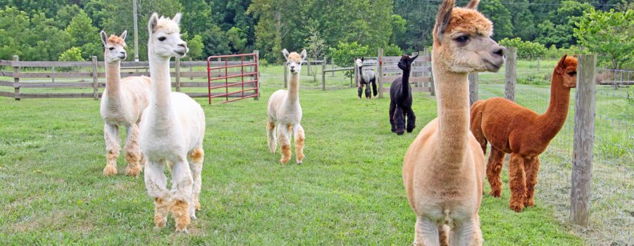 Cobb Hill Alpaca Farm