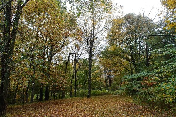 Fall Leaves Fancy Gap Cabins and Campground